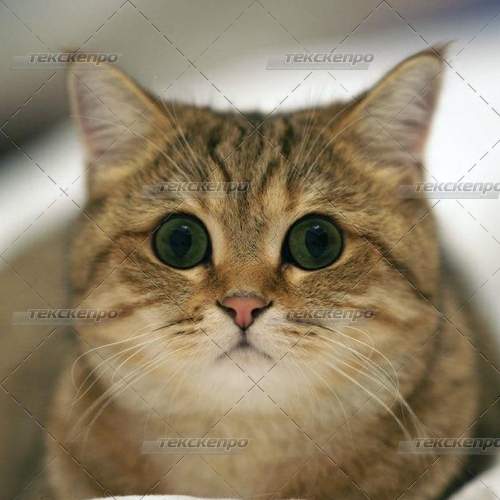 ОТТАЛИН ЭНЗИМ - бул үчүн да!